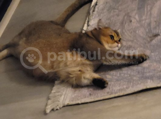 Sevecan Bir Kedi görsel