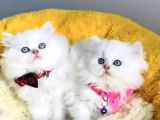 Kali̇te Sevenlere Özel Ns1133 British Longhair