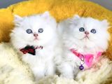 Kali̇te Sevenlere Özel Ns1133 British Longhair