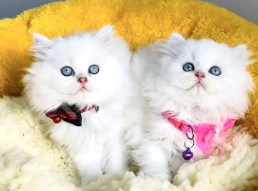 Kali̇te Sevenlere Özel Ns1133 British Longhair görsel