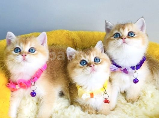 Show Kalite Golden Ny12 Brıtısh Shorthair