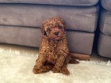 Toy Poodle Yavrularımııız