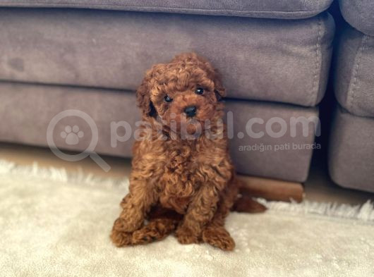 Toy Poodle Yavrularımııız