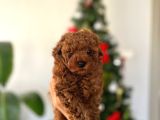 Toy Poodle Yavrularımııız