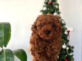 Toy Poodle Yavrularımııız