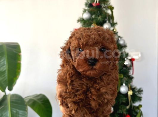 Toy Poodle Yavrularımııız görsel