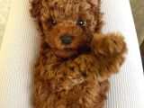 Toy Poodle Yavrularımııız