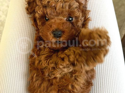 Toy Poodle Yavrularımııız görsel