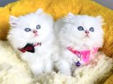Kali̇te Sevenlere Özel Ns1133 British Longhair