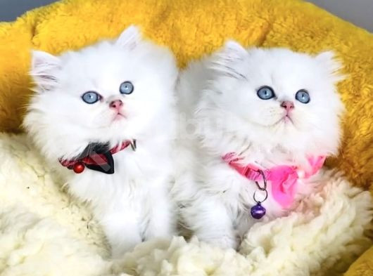 Kali̇te Sevenlere Özel Ns1133 British Longhair görsel