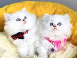 Kali̇te Sevenlere Özel Ns1133 British Longhair