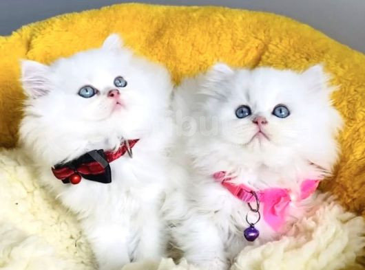 Kali̇te Sevenlere Özel Ns1133 British Longhair görsel