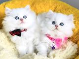 KALİTE SEVENLERE ÖZEL NS1133 BRITISH LONGHAIR
