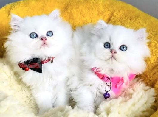 Kali̇te Sevenlere Özel Ns1133 British Longhair