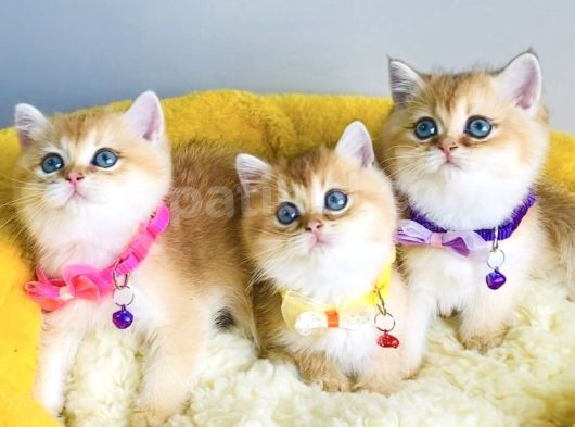Show Kalite Golden Ny12 Brıtısh Shorthair görsel