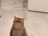 Sevecan bir kedi