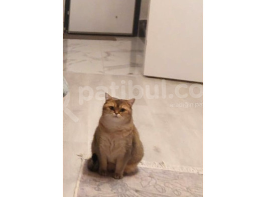 Sevecan Bir Kedi