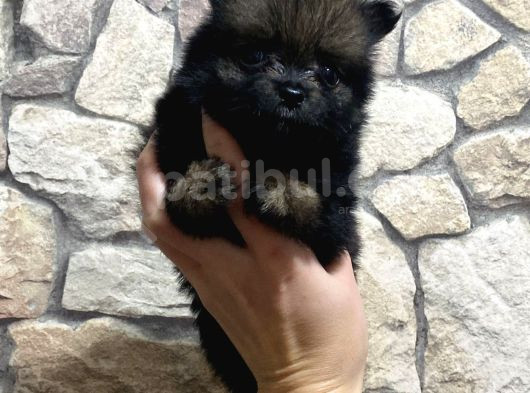 Çok Uyguna Pomerian Boo görsel