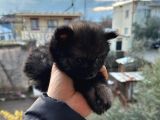 Çok uyguna pomerian boo