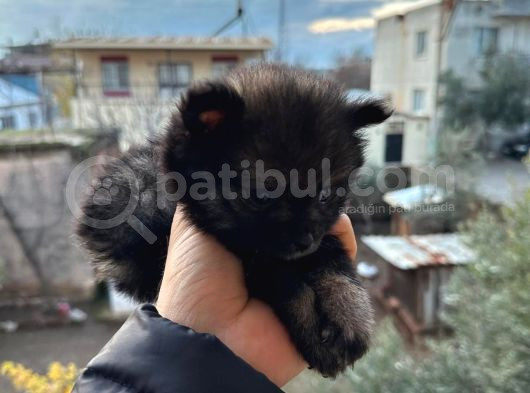 Çok Uyguna Pomerian Boo