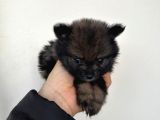 Çok Uyguna Pomerian Boo