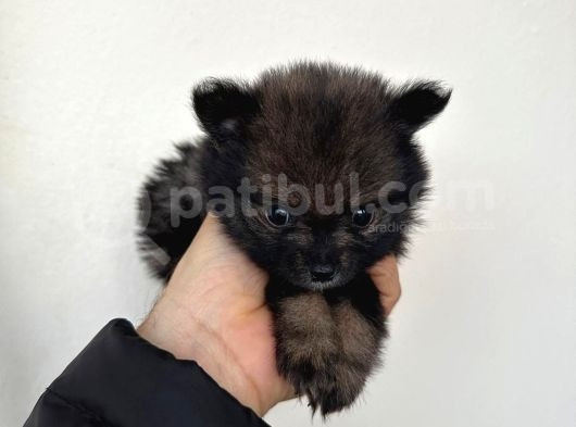 Çok Uyguna Pomerian Boo görsel