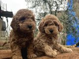 TOY POODLE SAFKAN YAVRULAR