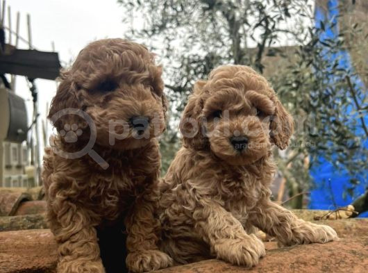 Toy Poodle Safkan Yavrular