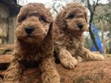 Toy Poodle Safkan Yavrular