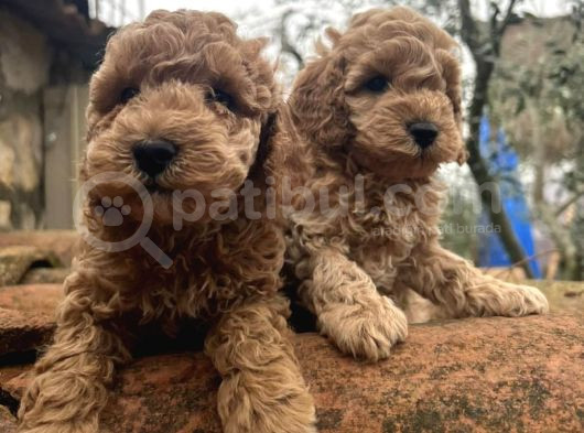 Toy Poodle Safkan Yavrular görsel