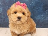 MALTİPOO SAFKAN YAVRULAR