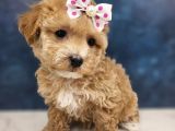 Yuvaniza Neşe Malti̇poo Yavrular