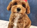 TOY POODLE BEBEKLER