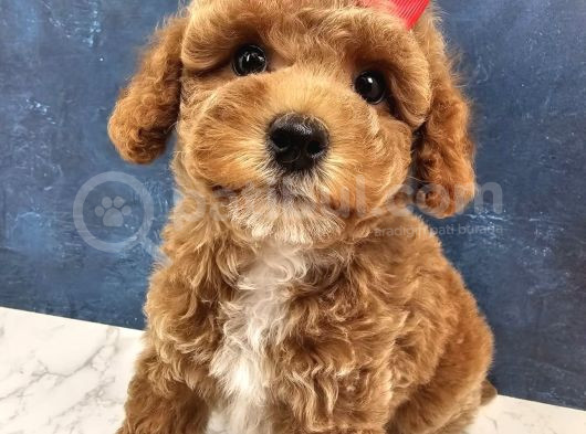Toy Poodle Bebekler