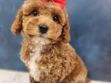 Toy Poodle Bebekler