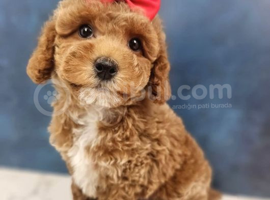 Toy Poodle Bebekler görsel