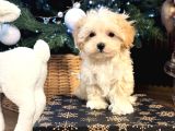 SAFKAN MALTİPOO BEBEKLER