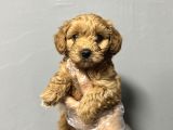 IRK GARANTİLİ SAFKAN MALTİPOO BEBEKLER