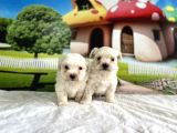 MALTESE TERRİER YAVRU