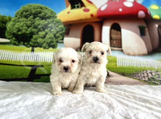 Maltese Terri̇er Yavru