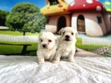 Maltese Terri̇er Yavru