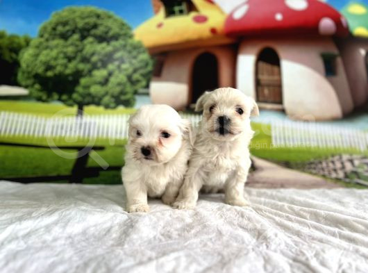 Maltese Terri̇er Yavru görsel