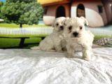 Maltese Terri̇er Yavru