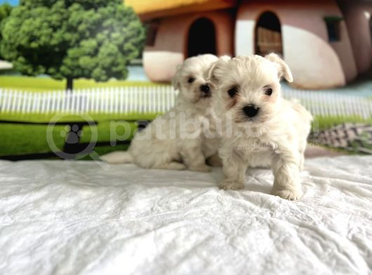 Maltese Terri̇er Yavru görsel