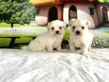 Maltese Terri̇er Yavru