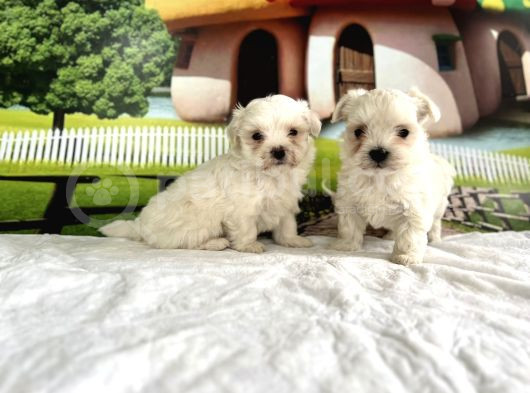 Maltese Terri̇er Yavru görsel