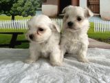 Maltese Terri̇er Yavru