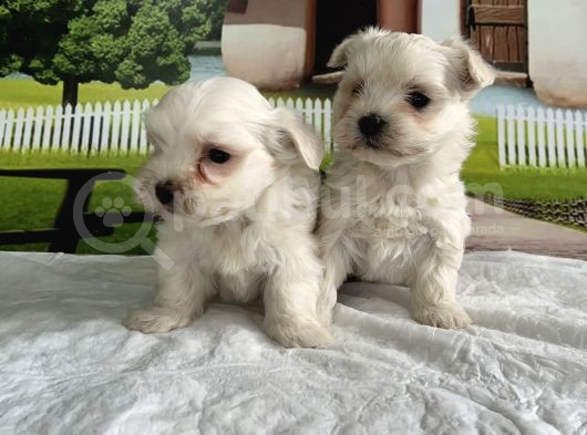 Maltese Terri̇er Yavru görsel