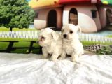 Maltese Terri̇er Yavru