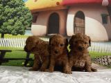 Toy Poodle Yavru
